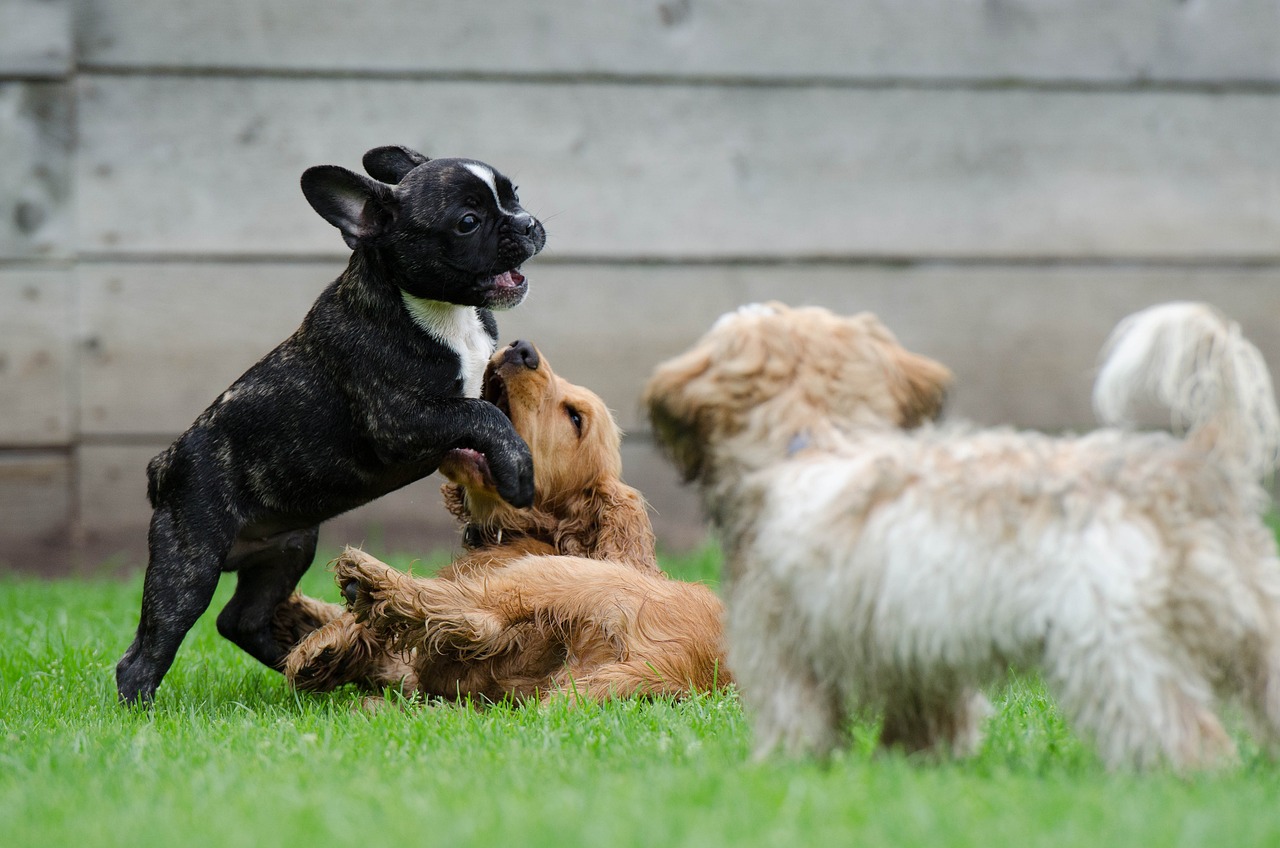 Le migliori recinzioni per la sicurezza di cani e gatti in